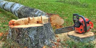 Best Arborist Consultation Services  in North Cape May, NJ